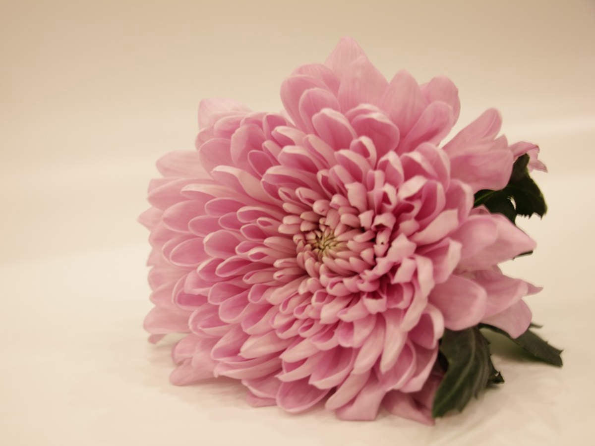 FLOWERS & THEIR MEANINGS