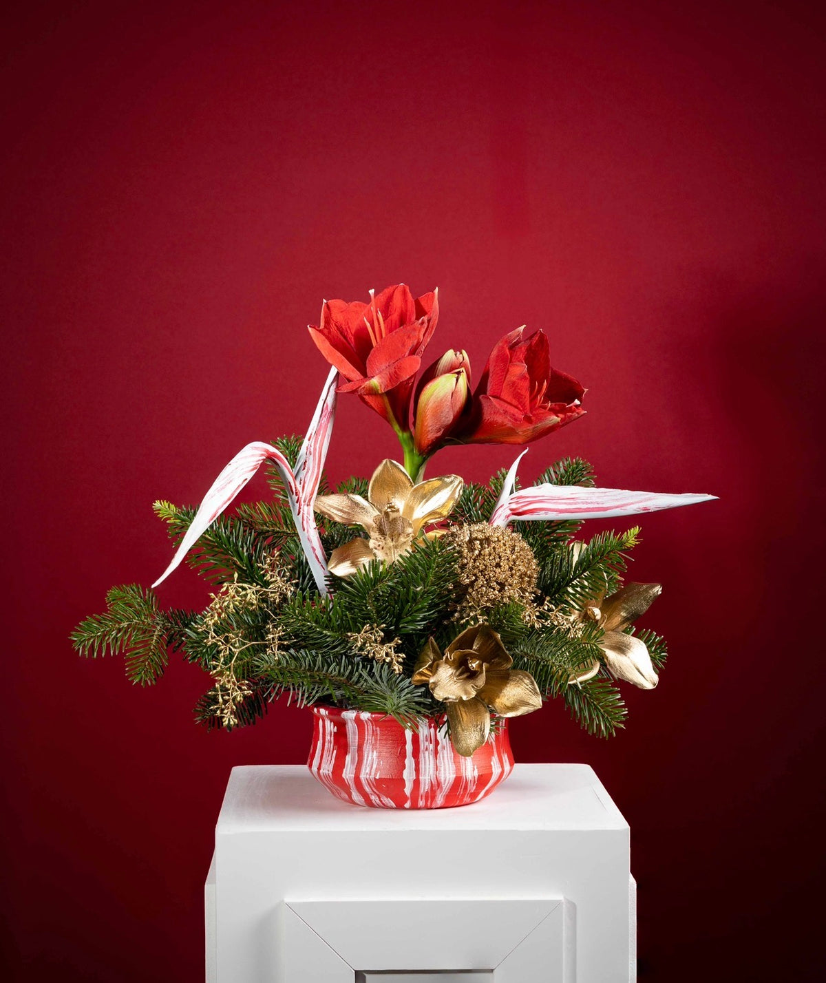 Amaryllis royale