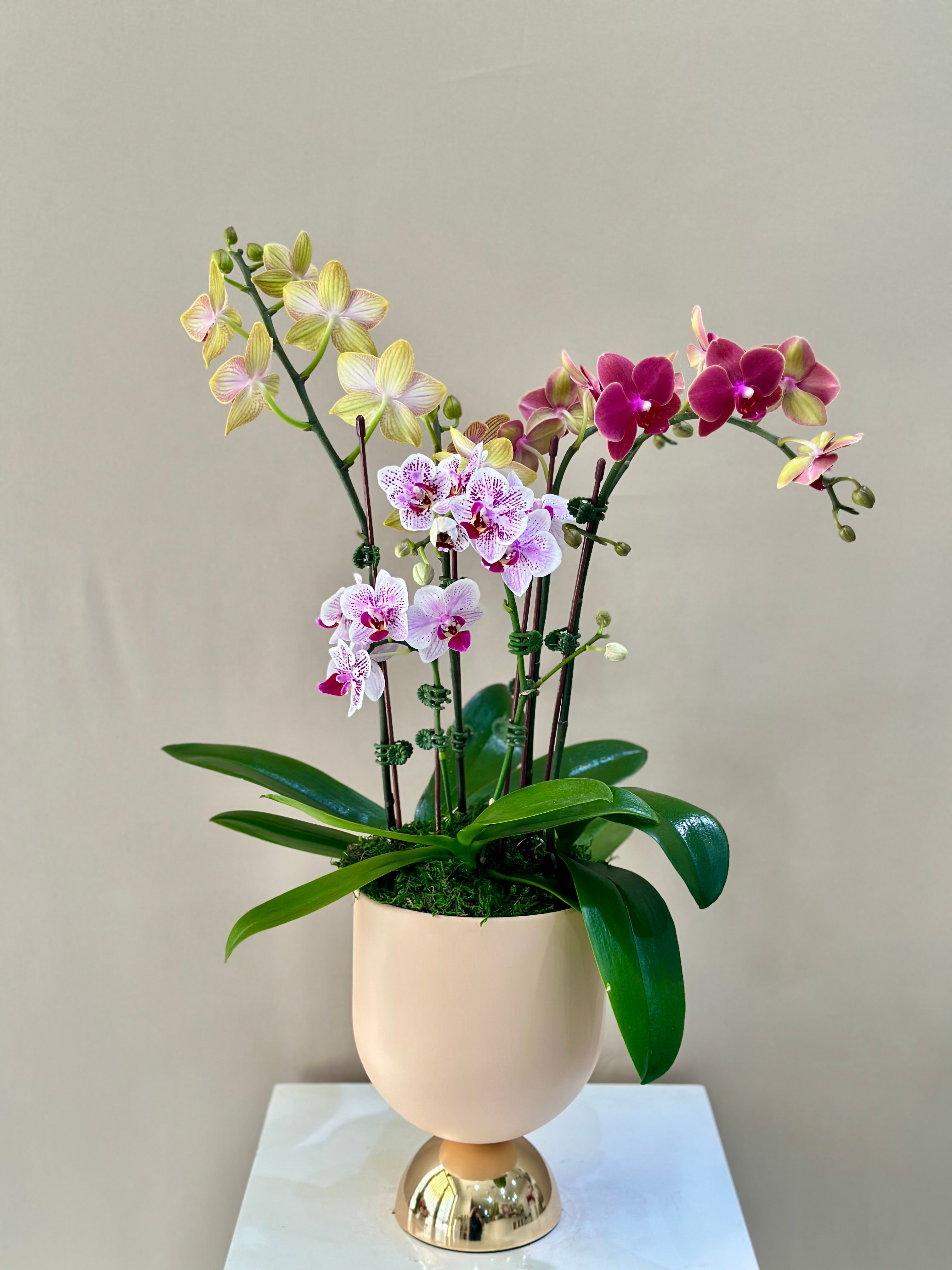 Mini orchids