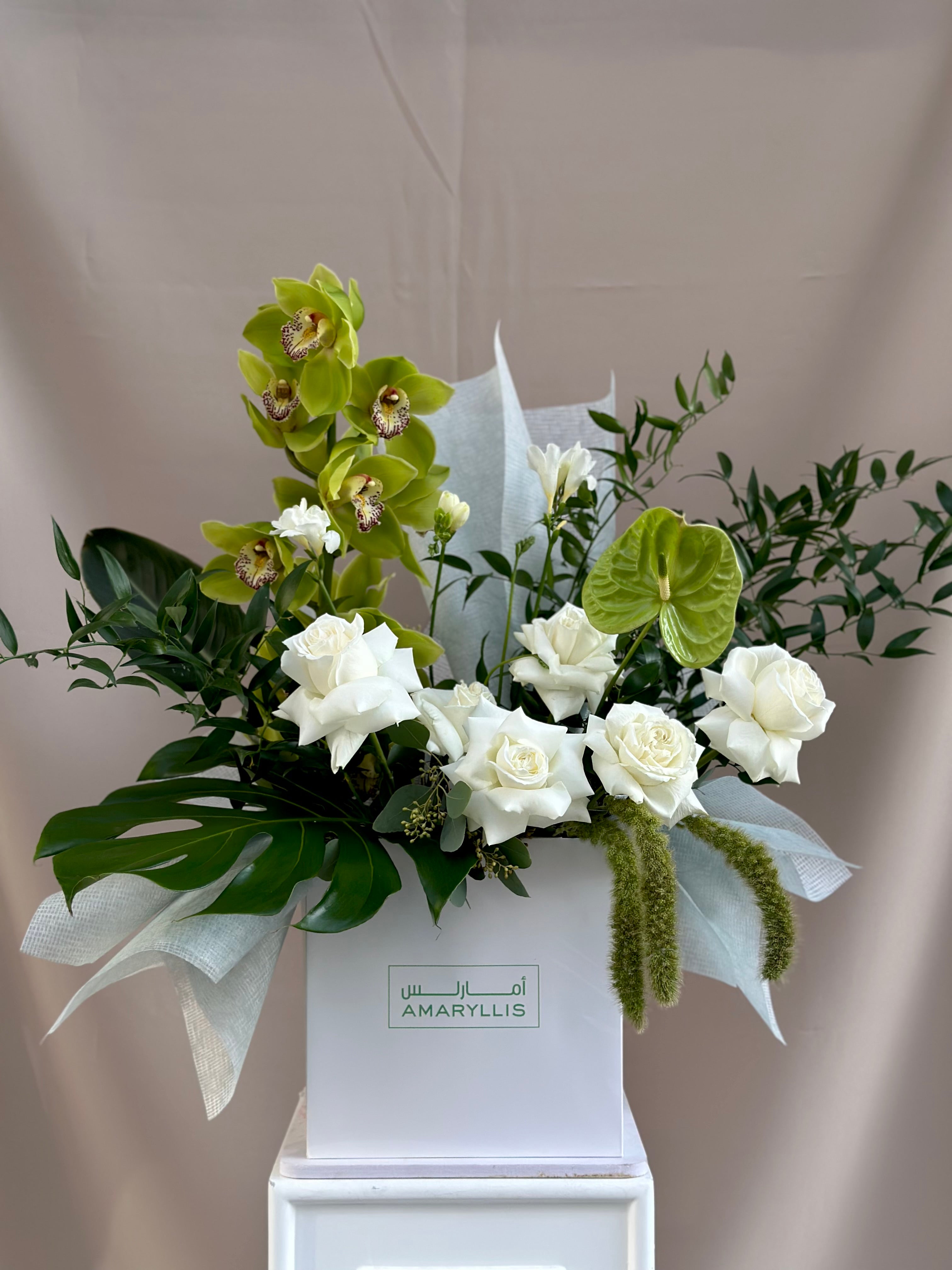 Monestera Main image