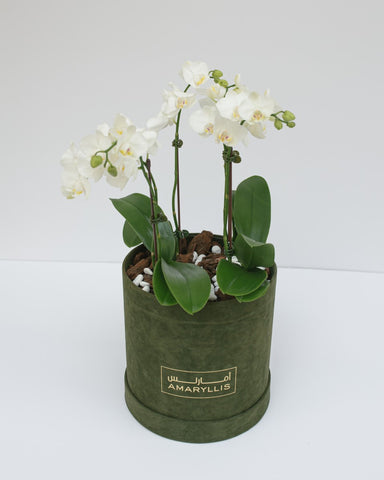 ORCHIDS IN A ‎BOX